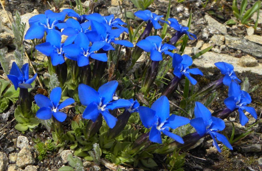 quale gentiana?
